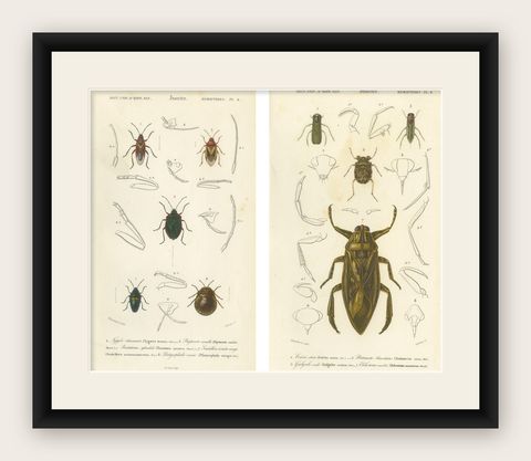 Antique Hemipteres Pair, Shield Bugs & Water Bugs, French Natural History, 1800, shown framed