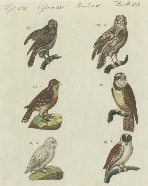 Antique Print of various Owls including the Little Owl, close-up 3