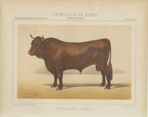 Salers Bull, French Cattle Breed, Antique Chromolithograph by Borie, 1863, view 2