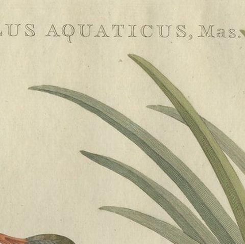 Antique Bird Print of the Male Water Rail Sepp & Nozeman, 1797, close-up 1