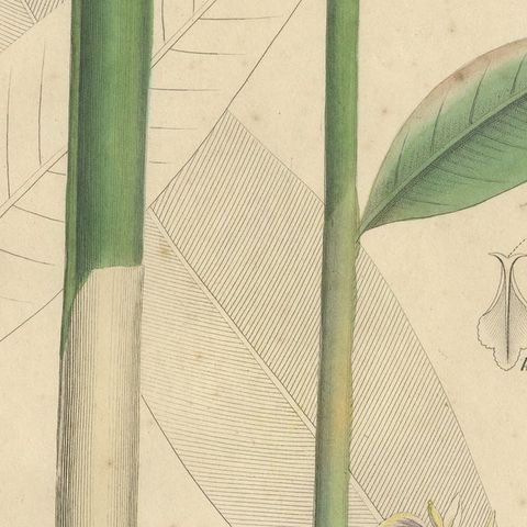 Antique Cardamom Botanical Print, Elettaria & Amomum Species, c.1831, close-up 6