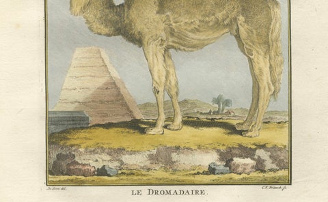 Antique Dromedary Camel Engraving, Buffon Hand-Coloured Print Amsterdam 1769, close-up 5