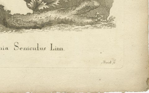 Red Howler Monkey, Antique Natural History Engraving, De Sève & Bock, c.1800, close-up 2