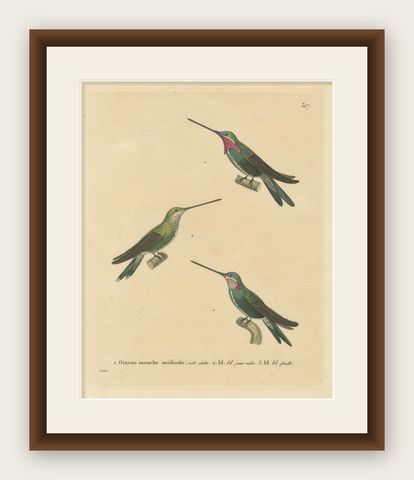 Hummingbird Illustrations: Adult, Young Male, and Female by Huet & Prêtre, 1838, shown framed