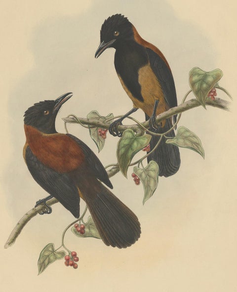Antique Bird Print of the Aru-Island Wood-Shrike by J. Gould, circa 1875, view 2