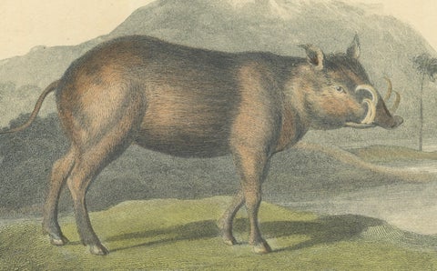 Antique Print with Hand Coloring of a Babirusa, close-up 2
