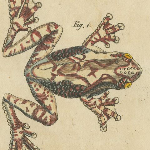 Four Colourful Tree Frogs, Antique Bertuch Print, Vienna, circa 1815, close-up 3