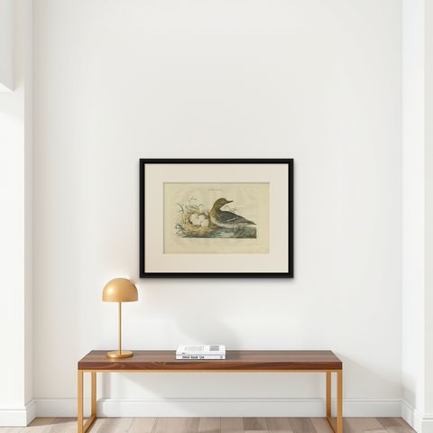 Eurasian Teal (Anas crecca), Female with Nest and Eggs, Nozeman & Sepp, 1789, shown framed on a wall