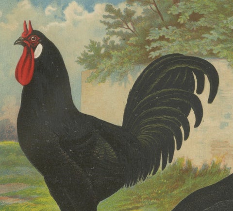 The Distinctive La Flèche Chicken - A Rare 19th Century Poultry Lithograph, close-up 1