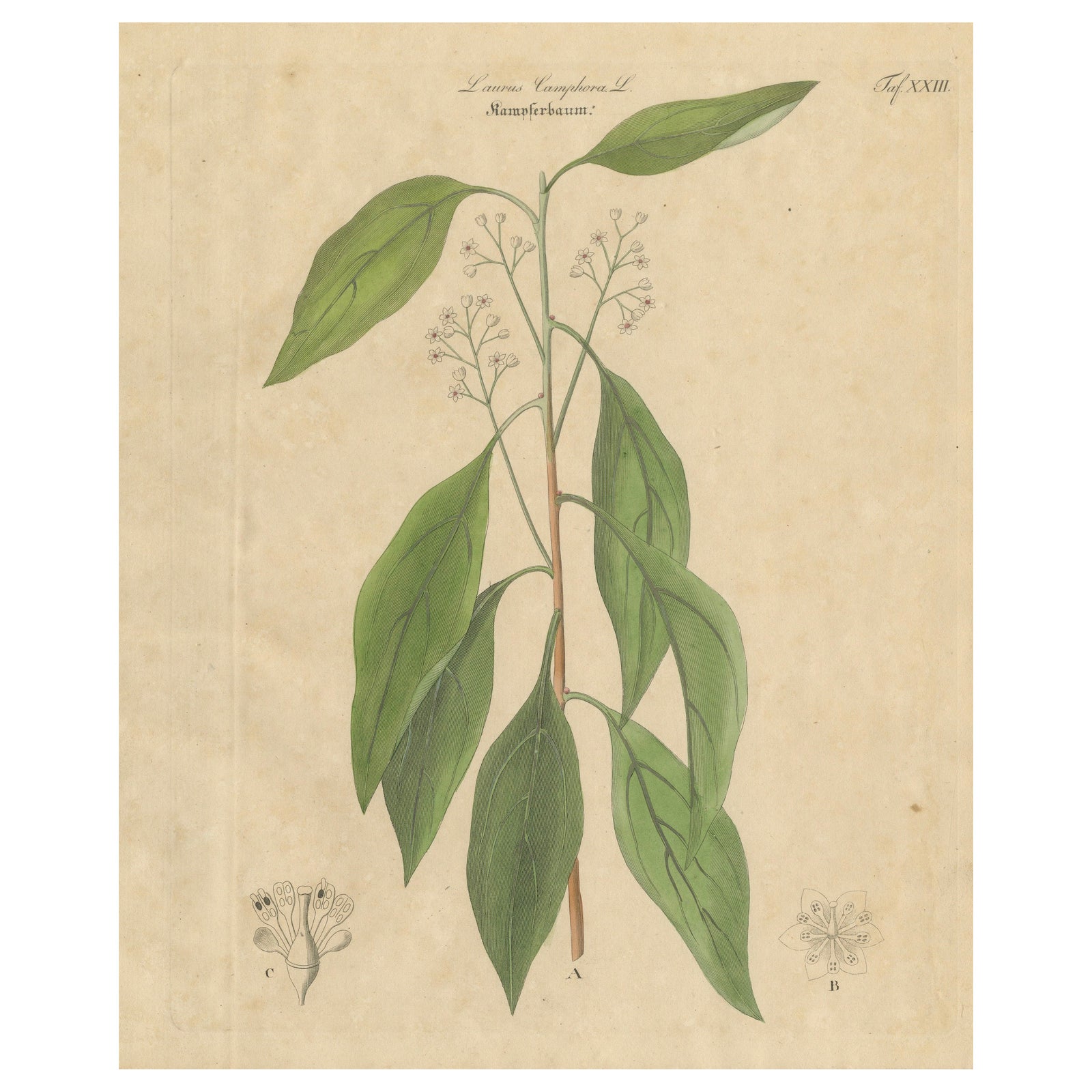 Antique Camphor Botanical Print, Laurus Camphora, Hand Colored, c.1831
