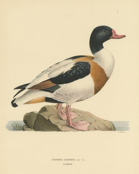 Harbor of Elegance: Bird Print of The Common Shelduck by Magnus von Wright, 1929, view 3