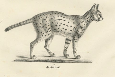 19th-Century Lithograph of the Gentle Cat and the Serval in Elegant Poses, close-up 3