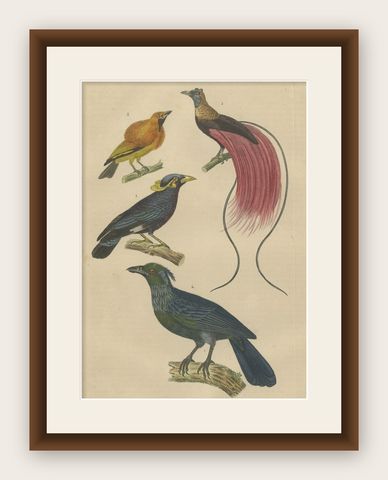 Bird Print with the Bird of Paradise, a Masked Bowerbird & Trompetkparadijskraai, shown framed
