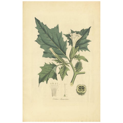Datura Stramonium, Thorn Apple Botanical Engraving by Curtis c.1817