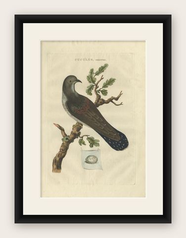 Antique Hand-Coloured Bird Print of the Common Cuckoo, 1789, shown framed