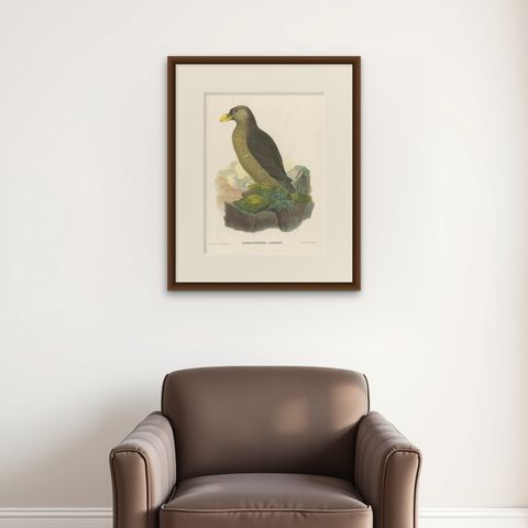 Original Antique Bird Print Depicting Latham's Guillemot, 1868, shown framed on a wall