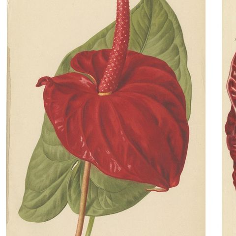 Exquisite Flora: A Chromolithographic Collection from the Revue Horticole, 1855, close-up 1
