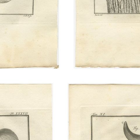 Buffon Ruminant Anatomy Engravings Set of 4, Natural History Plates, 1775, close-up 2