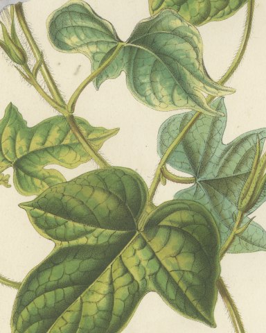 Japanese Morning Glory Azurea, Pharbitis Polymorpha Plate IV, 1858, close-up 1