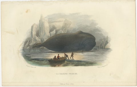 La Baleine Franche (Right Whale), Hand-Colored Engraving, 1840, view 2