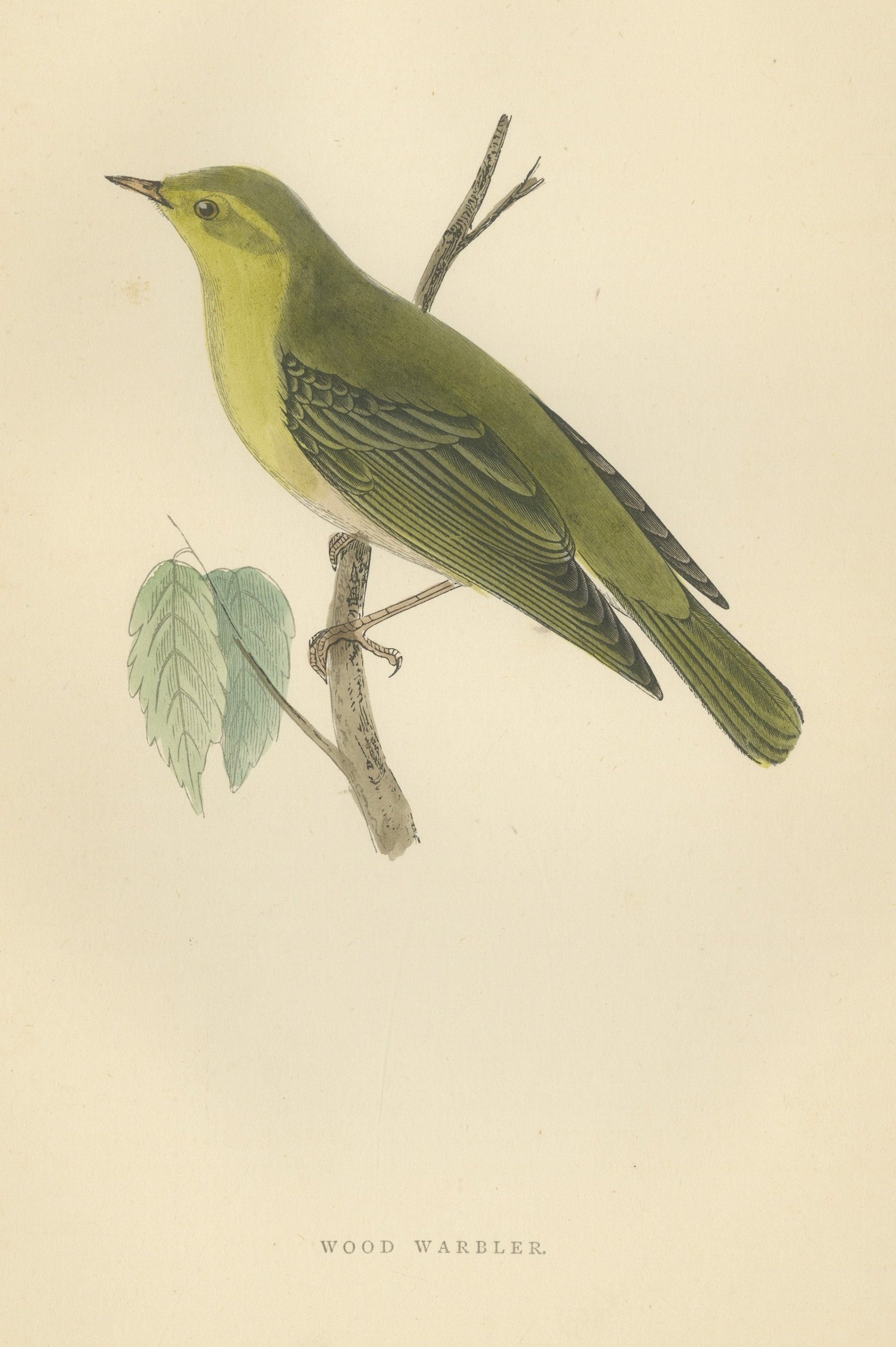 Wood Warbler in Yellow and Green, Hand Colored Morris Bird Plate, 1896