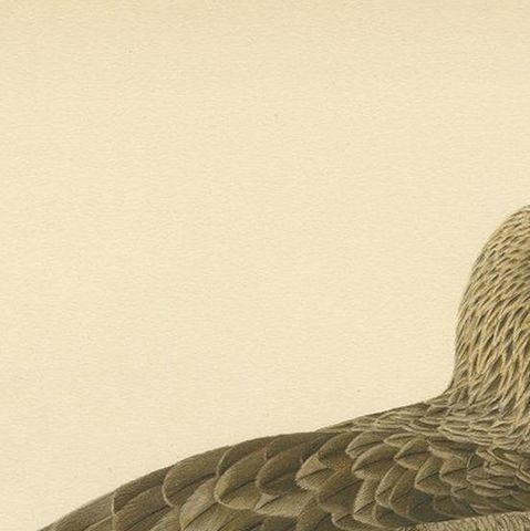 Antique Bird Print of the White-Tailed Eagle, '1929', close-up 1