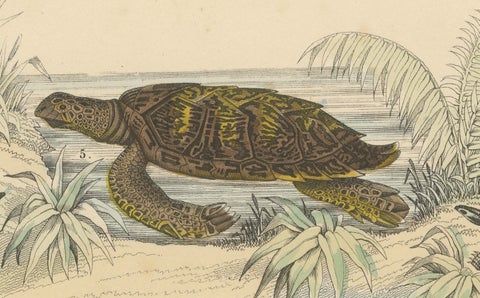 Turtles & Tortoises Print: Sea Turtle, Snapping Turtle, Terrapin, Antique 1867, close-up 5