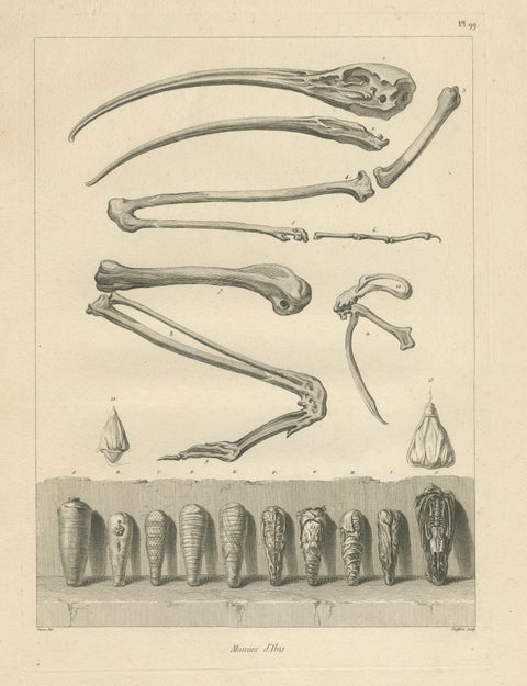 Mummies of Ibis and Skeletal Remains, Egypt, Antique Engraving, c.1802, close-up 1