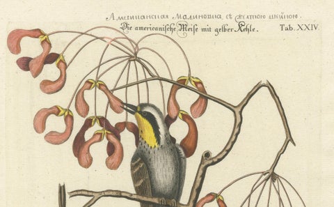 Engraving of The American Tit Bird with Yellow Throat in Old Handcoloring, 1749, close-up 4