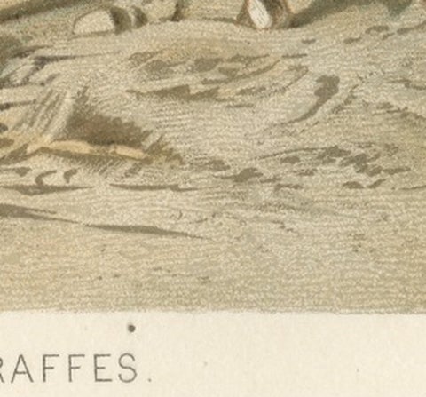South African Giraffes, Antique Safari Chromolithograph, 1894, view 9