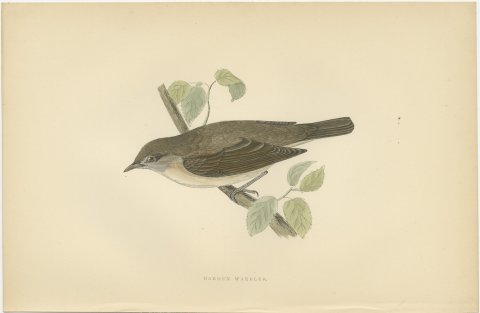 Garden Warbler on a Branch, Hand Colored Antique Bird Print, Morris, 1896, view 2