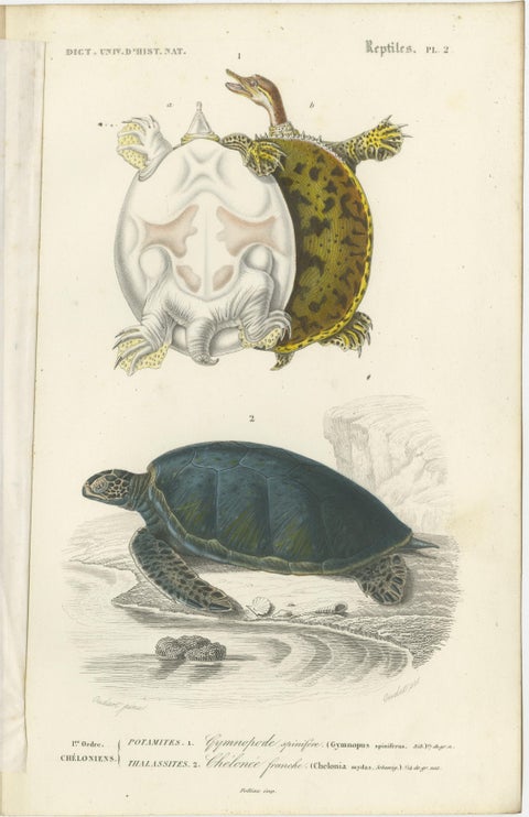 Set of 2 Original Antique Prints of Turtles, view 3