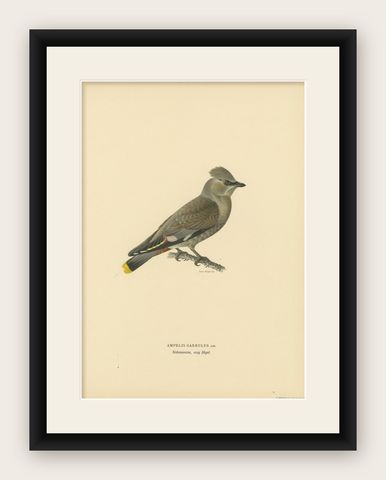 Ampelis Garrulus - Hand-colored Bohemian Waxwing Lithograph, 1927, shown framed