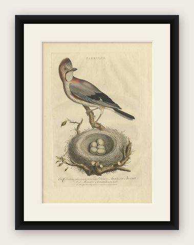 Antique Bird Print of the Garrulus by Sepp & Nozeman, 1770, shown framed