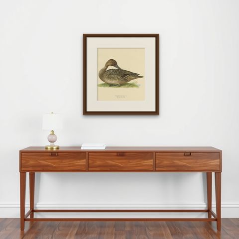 Elegance at the Water's Edge: Male Northern Pintail by Magnus von Wright, 1929, shown framed on a wall