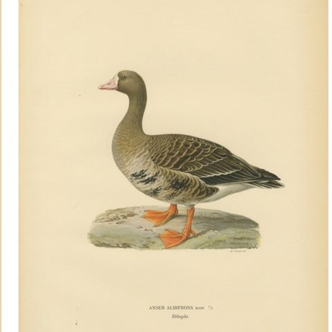 Vintage Scandinavian Ornithology Lithographs, Geese of Northern Europe, 1929, close-up 1