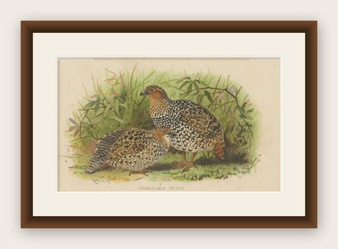 Antique Bird Print of The Painted Partridge by Hume & Marshall, 1879, shown framed