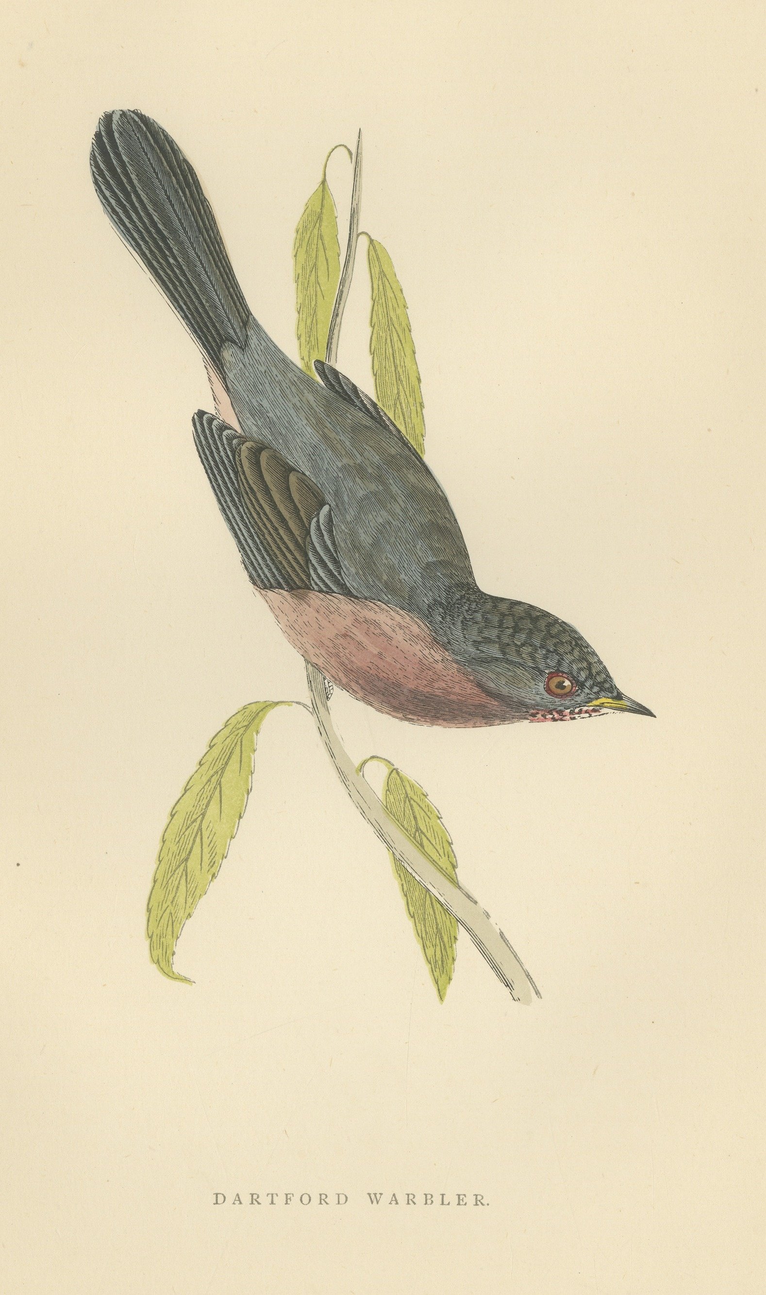 Dartford Warbler Clinging Head Down, Antique Hand Colored Print, Morris, 1896