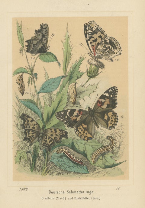 Antique Print of German Butterflies, circa 1890, view 3