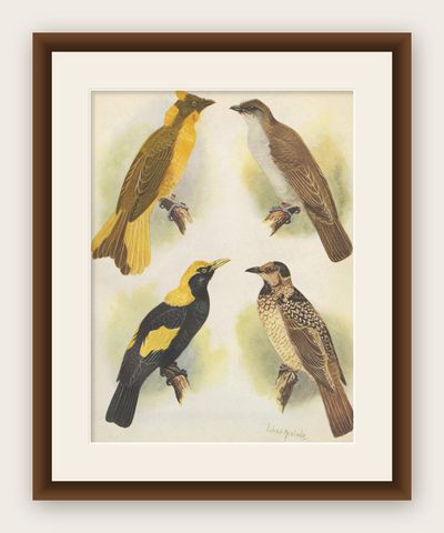 Antique Print of the Newton's Bower-Bird & the Regent Bird, 1950, shown framed