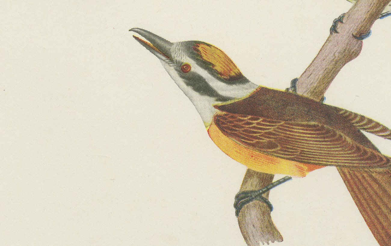 Motmots and Puffbirds, Brazilian Bird Print, Descourtilz, 1944, view 5