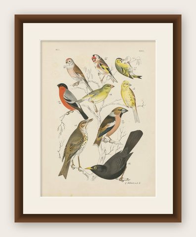 Antique Bird Print of the Goldfinch, Common Blackbird and Bullfinch (1886), shown framed