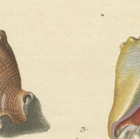 Original Antique Print of Various Seashells by G.W. Knorr, ca.1770, close-up 1