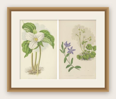 Alpine Botanical Lithograph Pair of Vinca and Trillium, 1874, shown framed