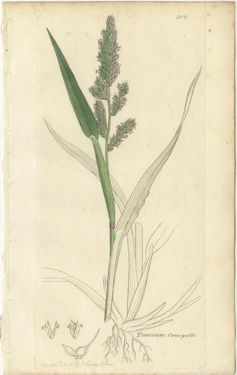 Eight Antique Botanical Engravings of Agrostis, Panicum & Setaria Grasses, 1830, view 7