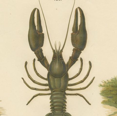 Large Antique Zoology Poster, Crayfish, Leeches, Snails, Insects c.1880, close-up 5