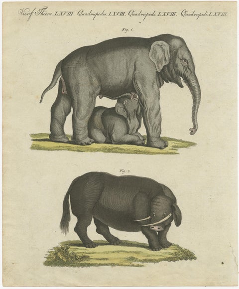 Original Antique Print of the Indian Elephant and the Mythical Beast Sukotyro, view 2