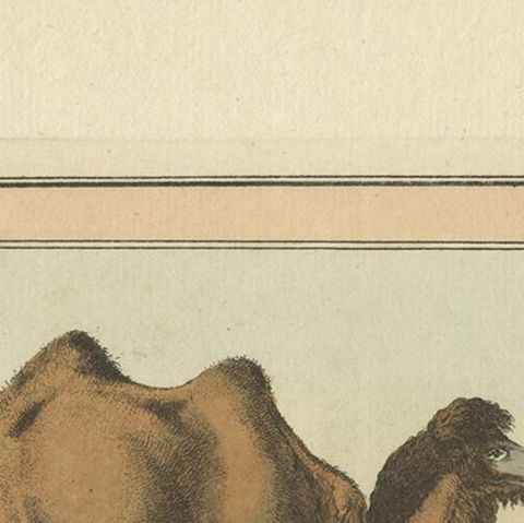 Antique Print of a Camel by Geissler, 'c.1820', close-up 1
