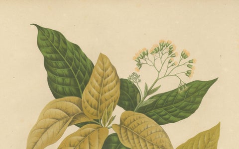 Original Antique Botanical Chromolithograph of White Birdcatcher Tree, c. 1880, close-up 3