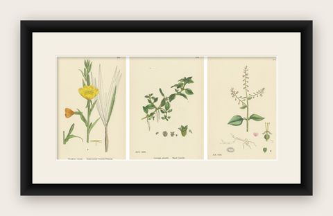 Engravings of Evening-Primrose, Marsh Isnardia, and Enchanter’s Nights, 1902, shown framed